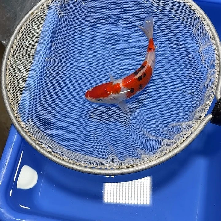 落***A锦鲤武尚，播锦鲤8