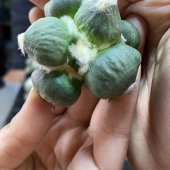 3号苗接蛋尤5.4公分无根