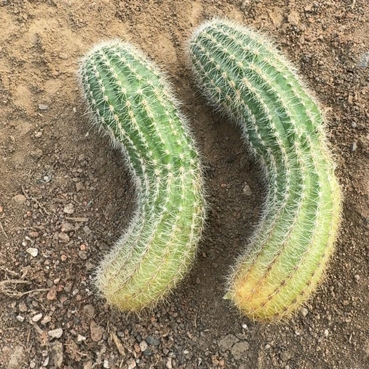 226彩草胭脂后代弯无根侧牙斑，20包邮