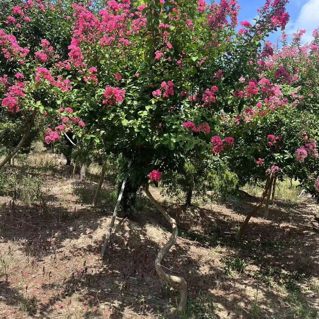 庭院绿化紫薇树苗盆栽地栽别墅庭院农家乐观赏植物