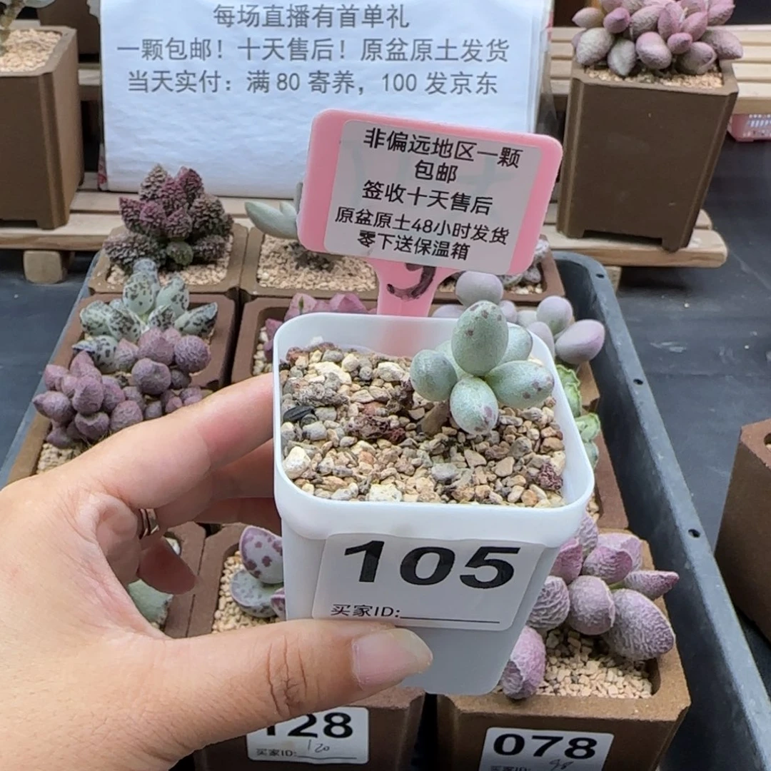 小****?105恐龙蛋多肉植物爱掉叶