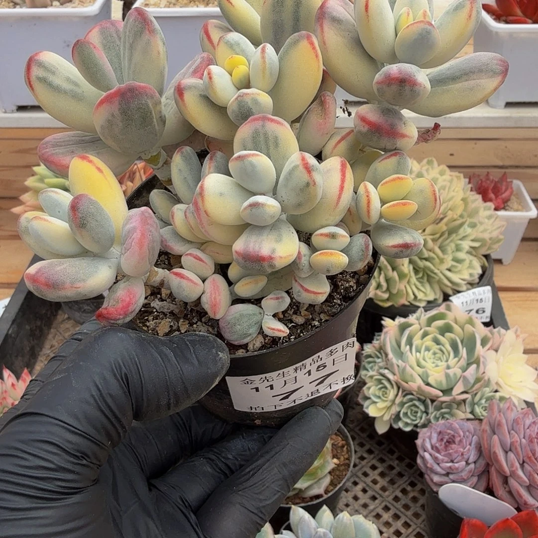 1115-77乒乓福娘锦群