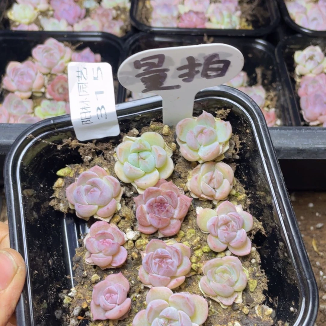 量拍多肉植物多肉植物315