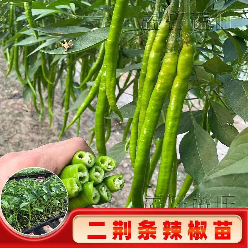 【24小时发货】高产辣椒苗青椒美人椒苗薄皮辣椒秧苗螺丝椒二荆条长