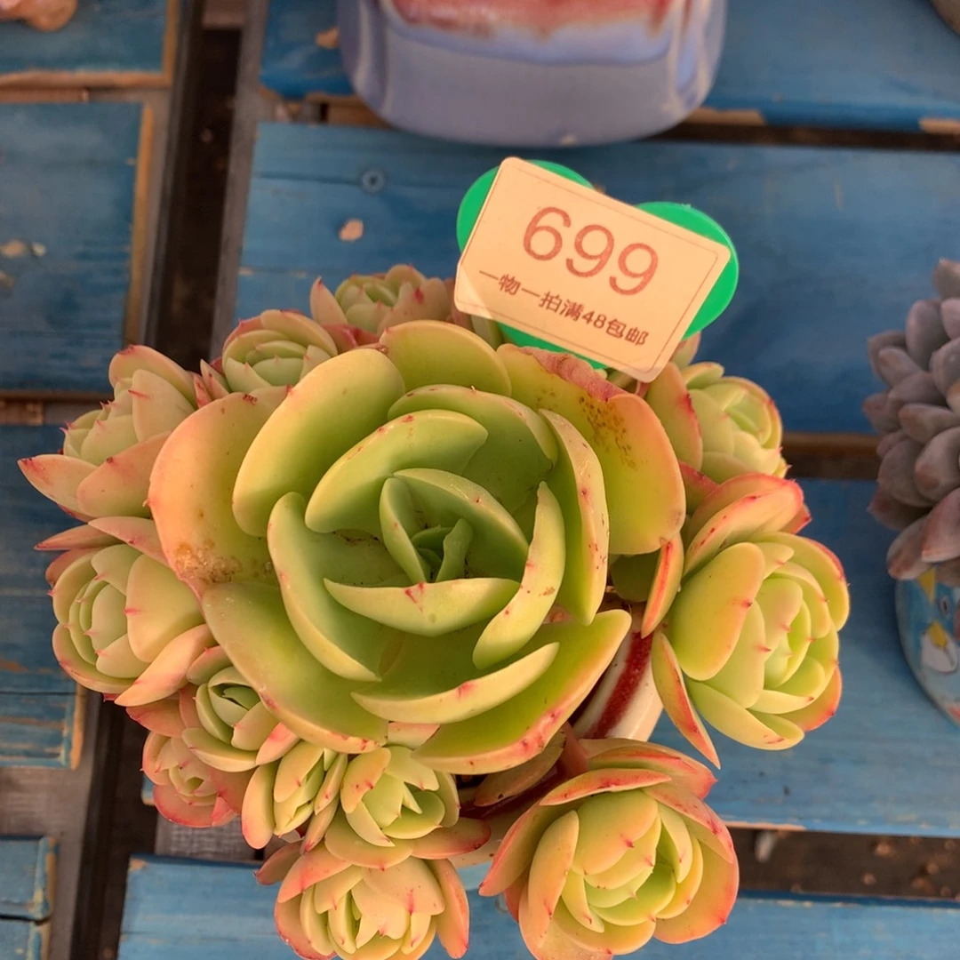 晴***李鸡蛋碧桃无砍捧花699