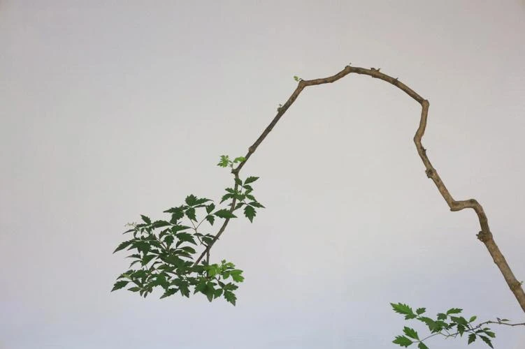 沂蒙山区小叶黄荆盆景素材一物一拍（直播链接 私拍随机发货）