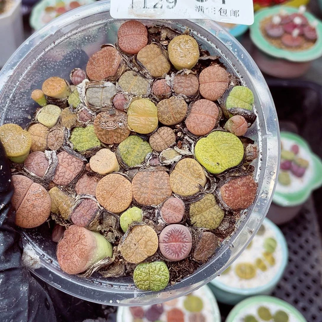 生石花满18包邮1129-81