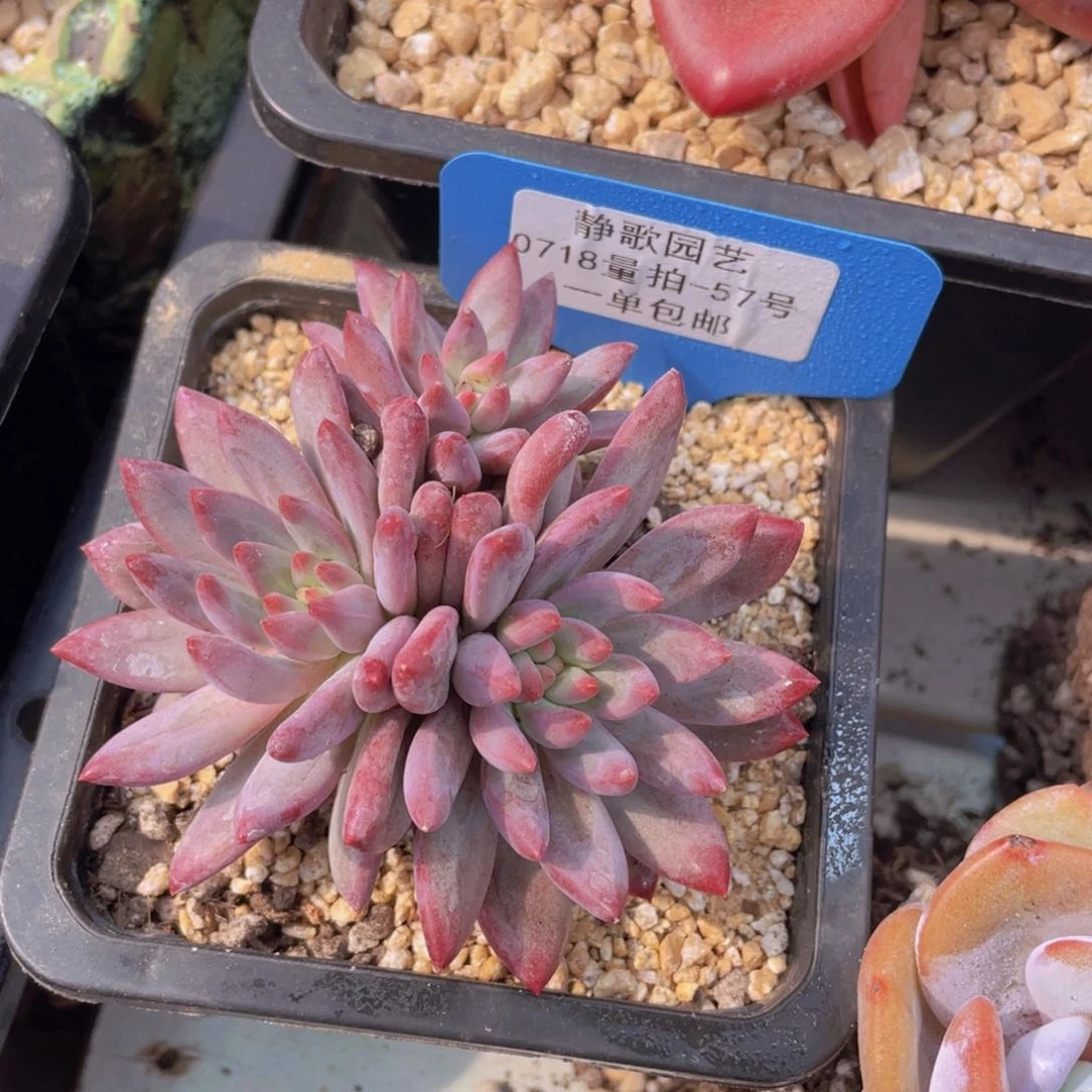 0718-57-虞美人福利一颗量拍