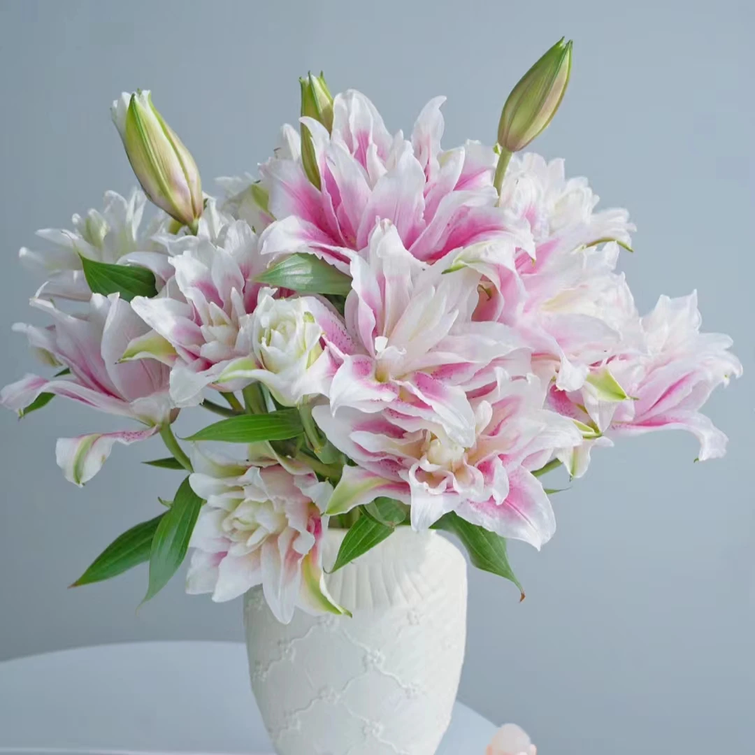 3枝伊莎贝拉多头百合12-15个花苞（小花苞）【两单顺丰或京东快递】