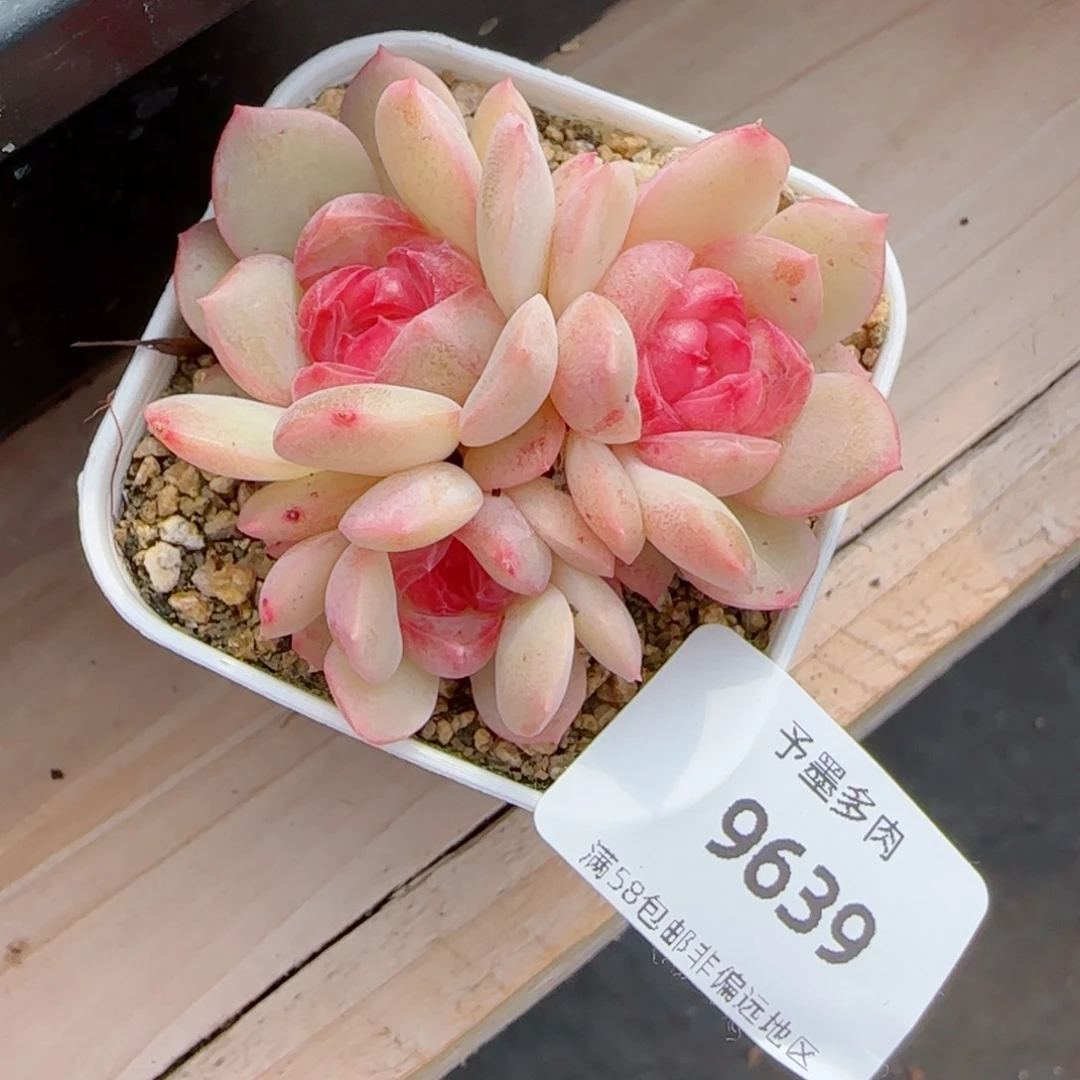 琴心，9639多肉植物