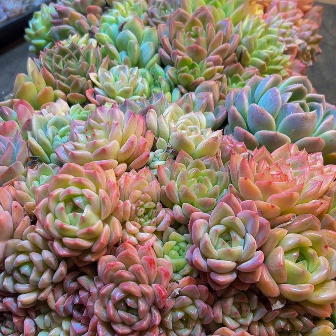 046多肉葡萄的味道是真的很