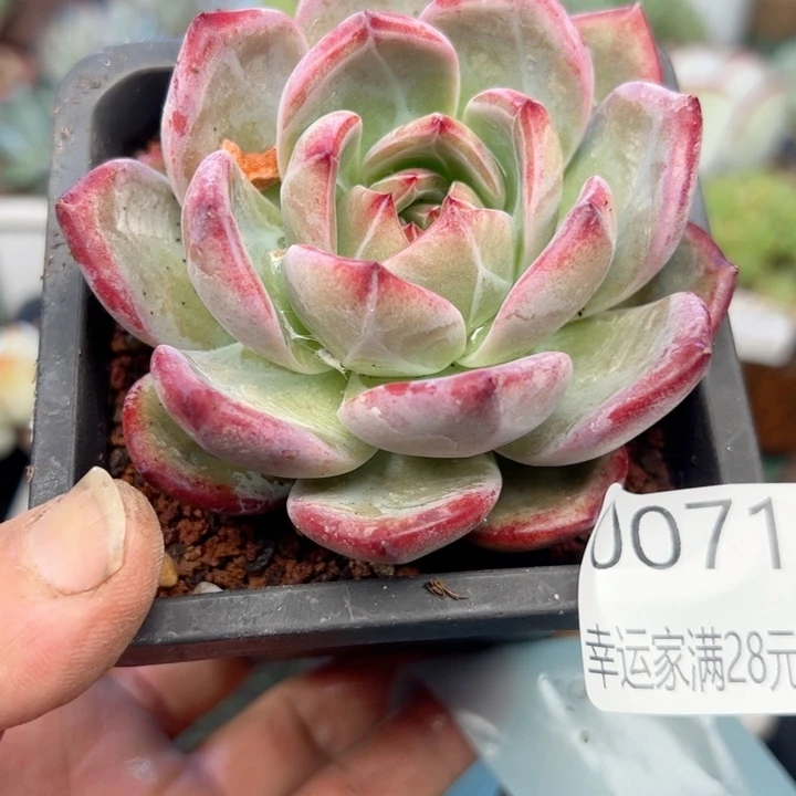 幸运的是我的朋友