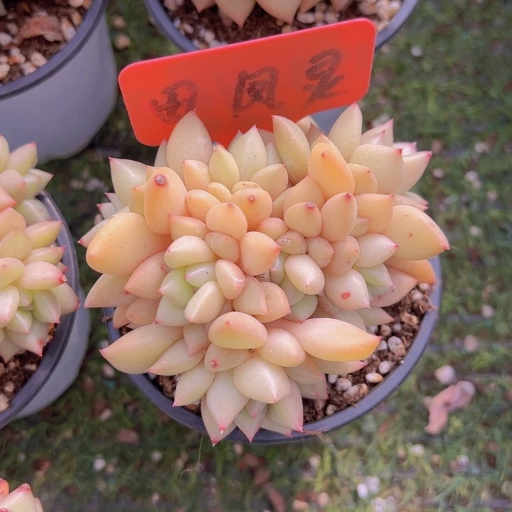 健健康康平平安安