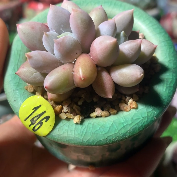 哥特萝莉     不带盆