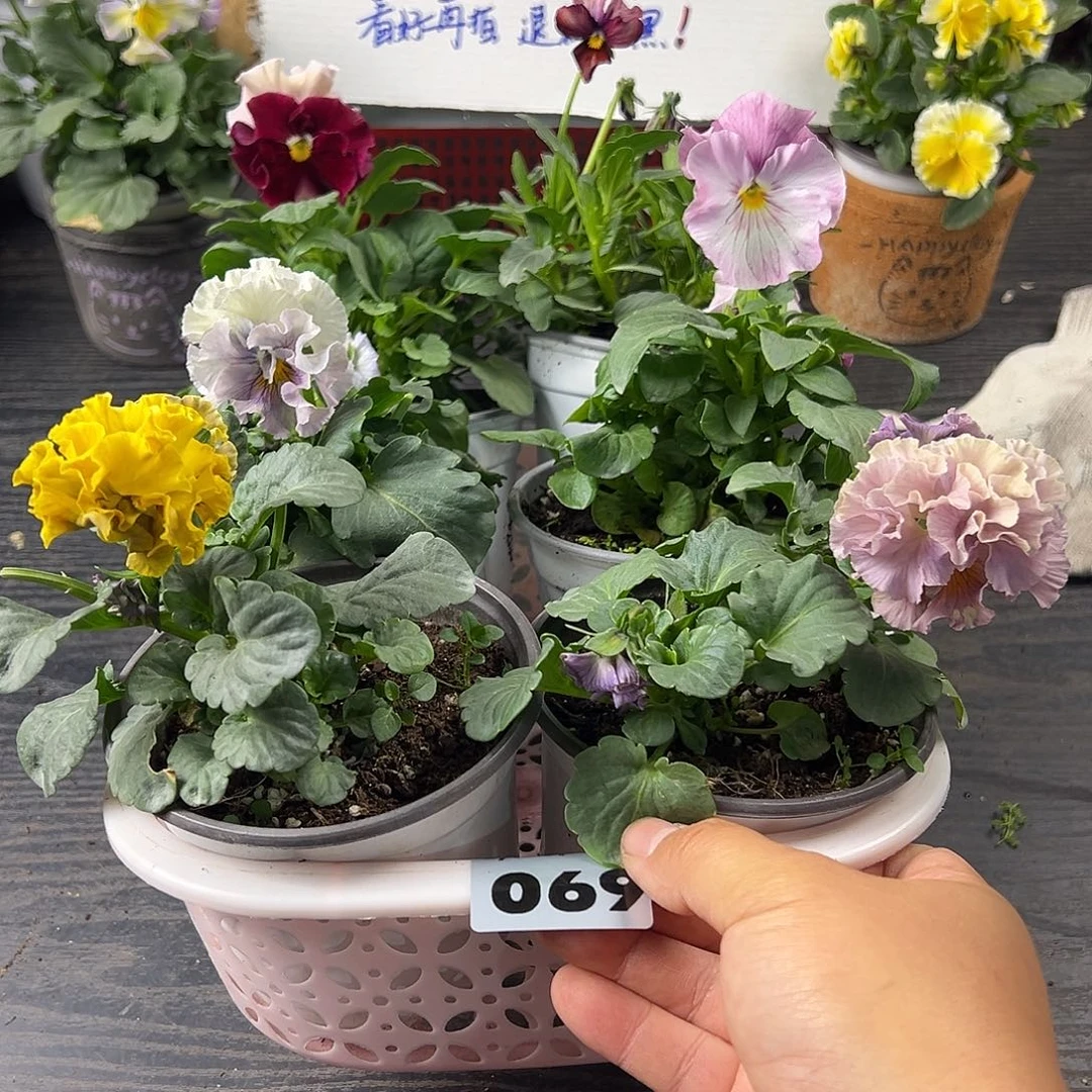 大部分花苞少量开放069号