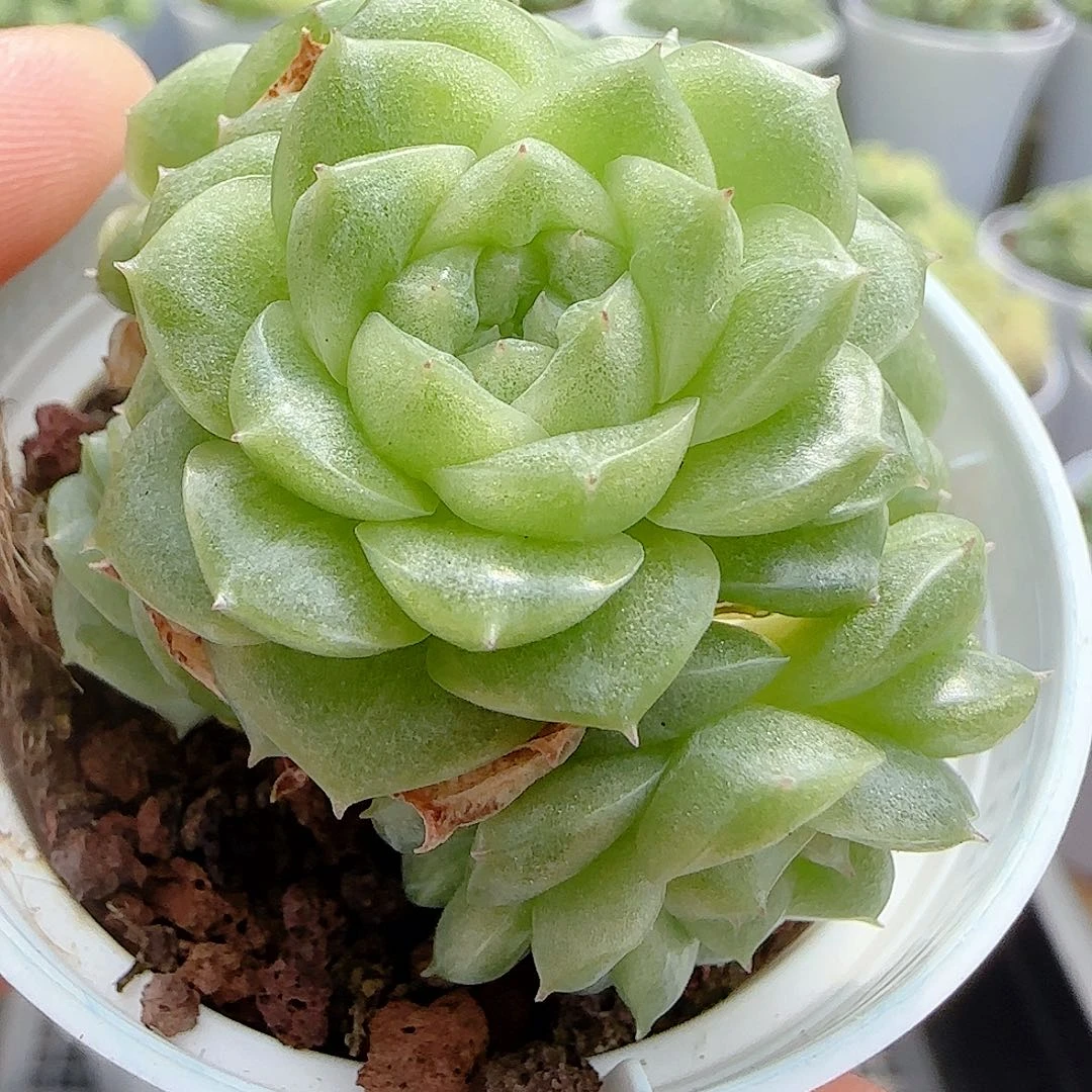 【闪购商品】0915-63优选麦杆