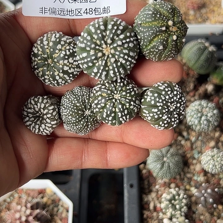 雨***140号7颗兜多肉11111