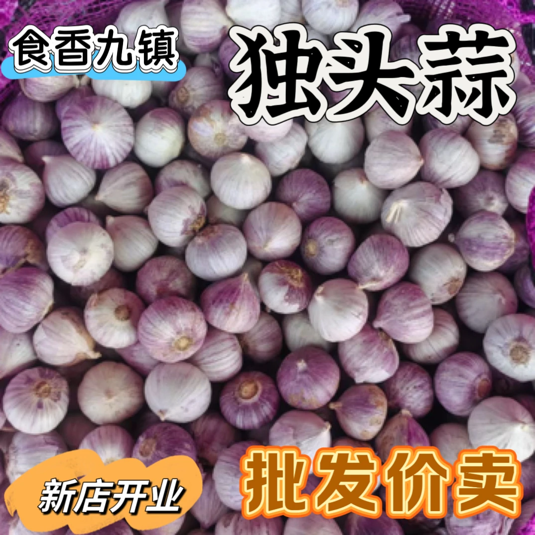 云南紫皮独头干大蒜辛辣饱满不是种蒜可做糖醋蒜腊八蒜