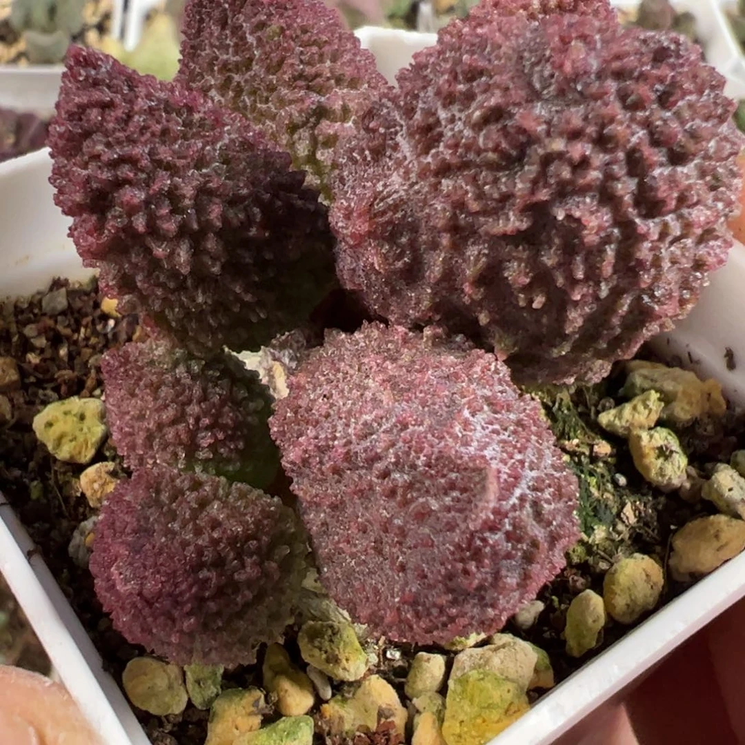 实生新品多肉植物水泡