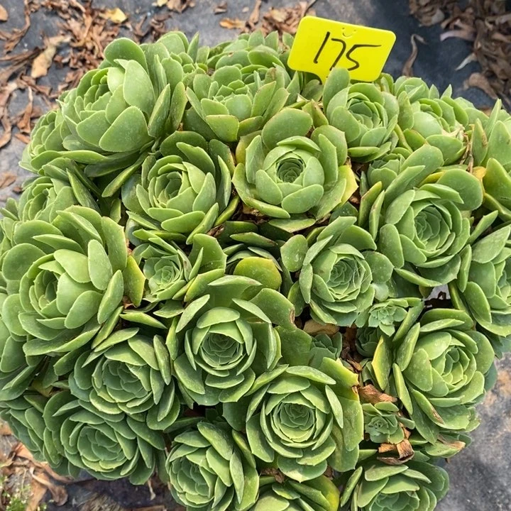无花朵绿羊绒175号