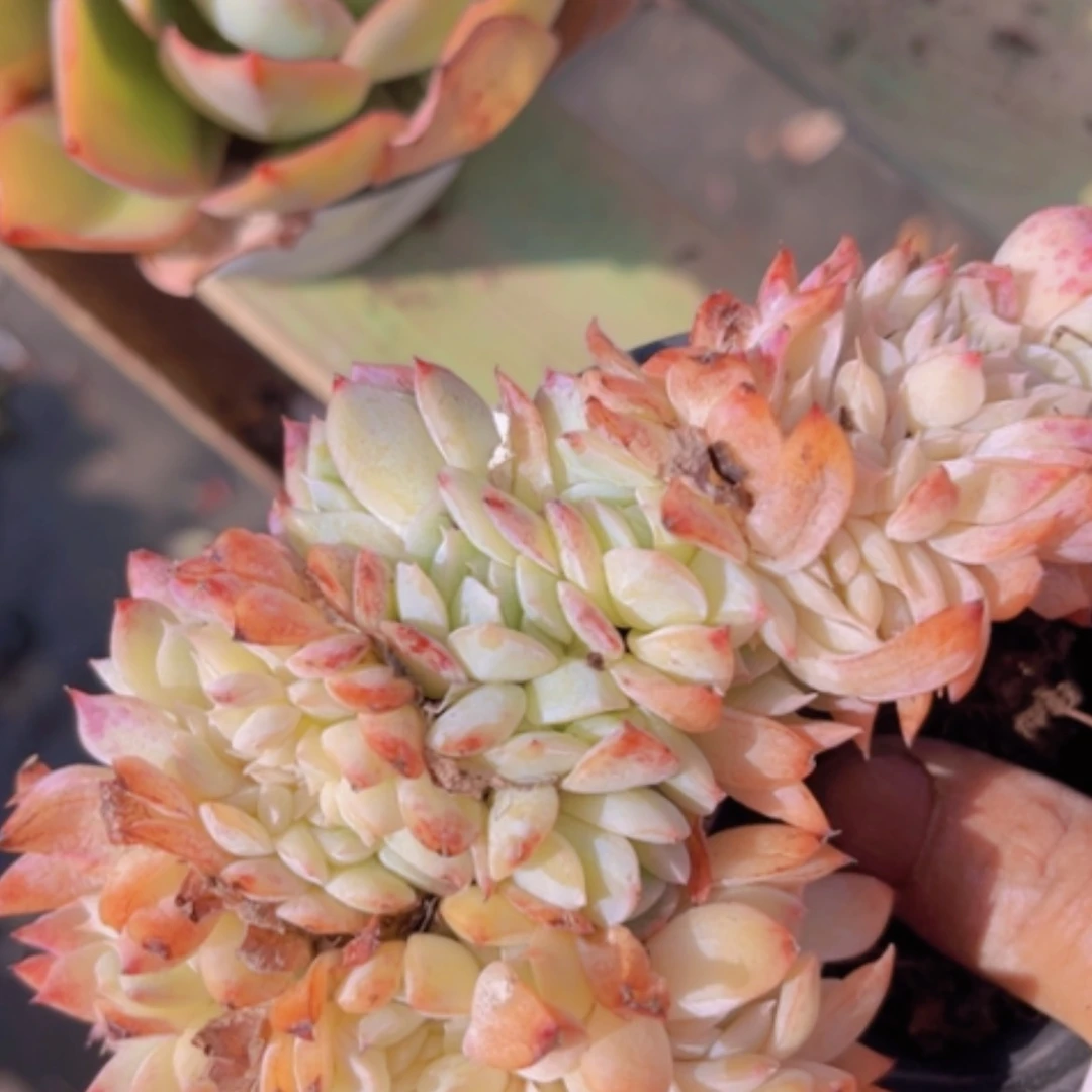 【闪购商品】莎莎缀0524