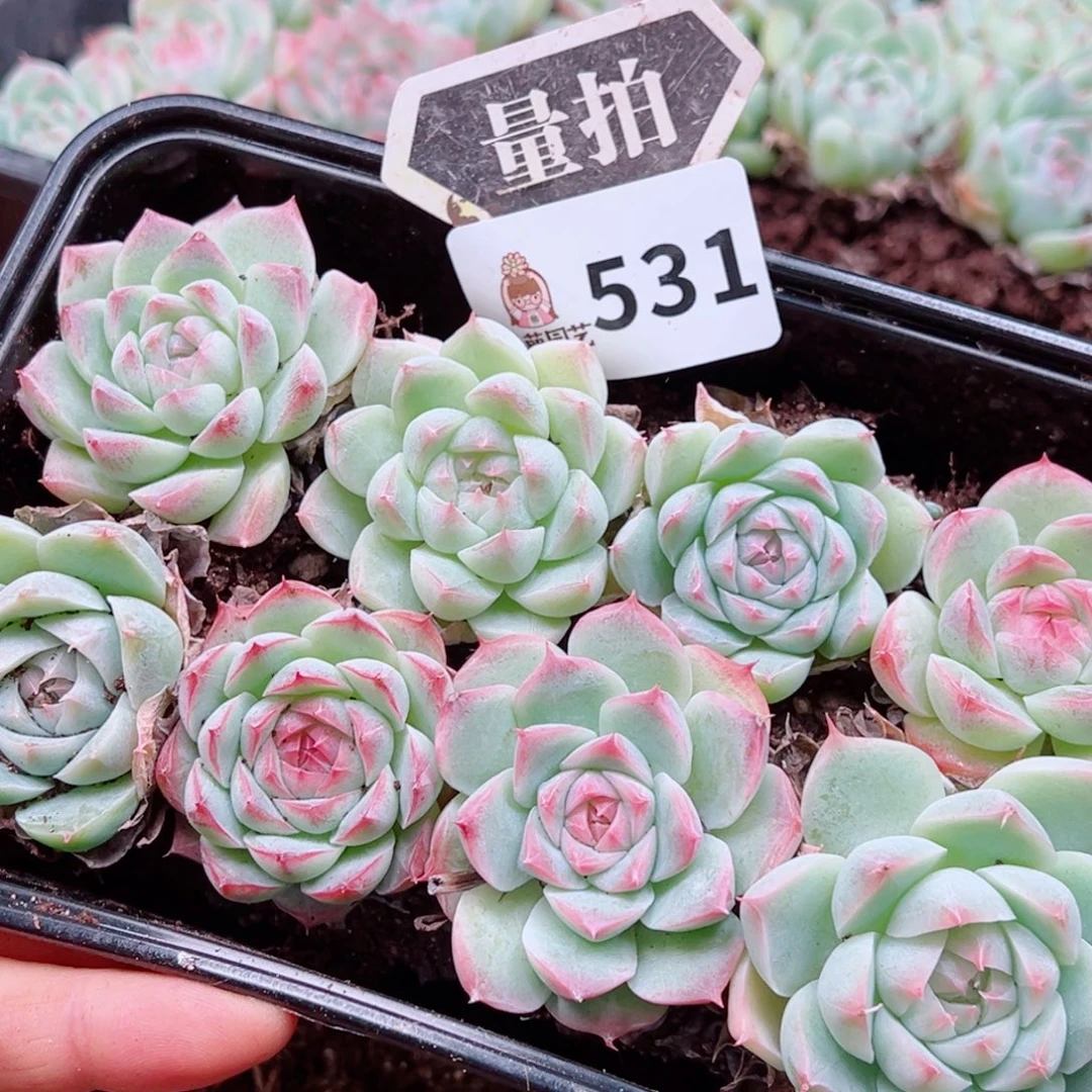 多肉植物多肉植物