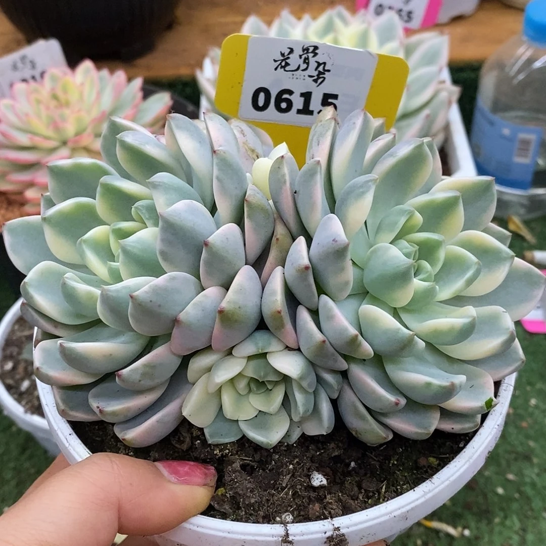 615红粉四头哈哈哈哈哈哈哈