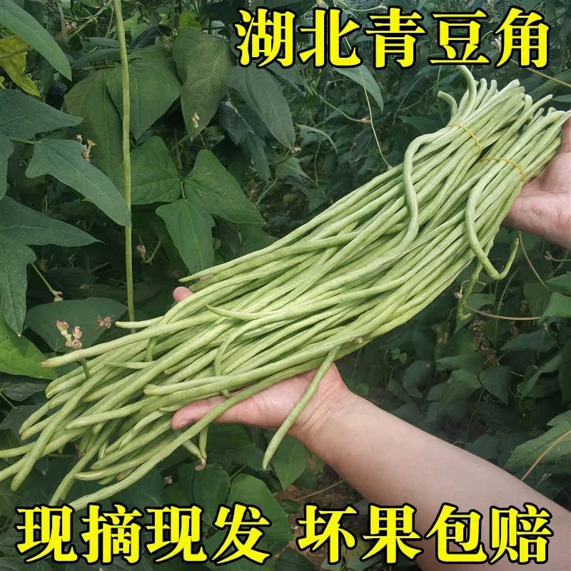 新鲜长豆角湖北天门特产长嫩豇豆豆挂子现摘应季蔬菜瓜果3斤