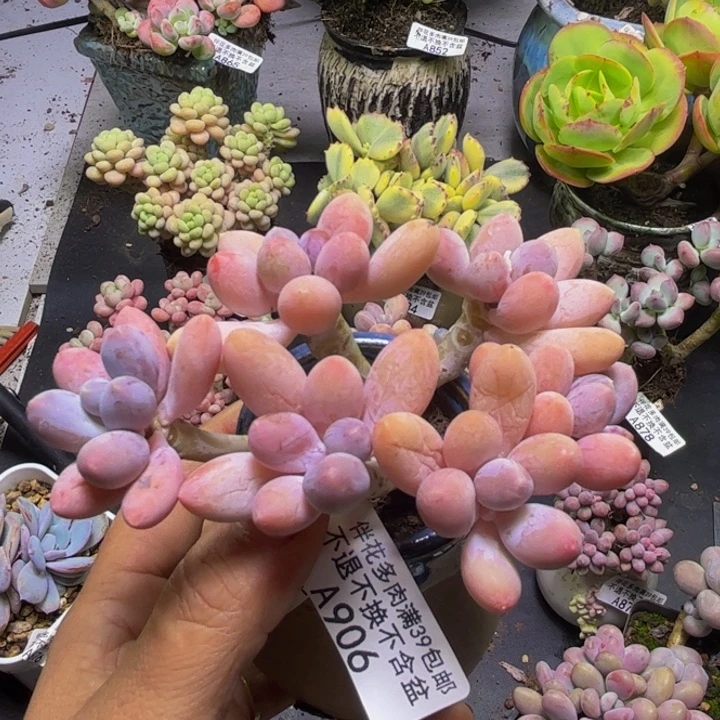黄金手指奶酪906/9cm