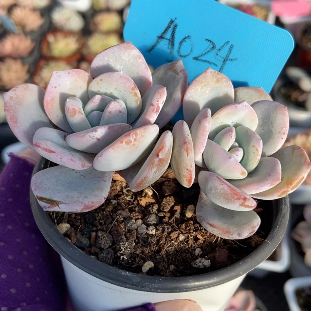 024奶茶多肉植物保护