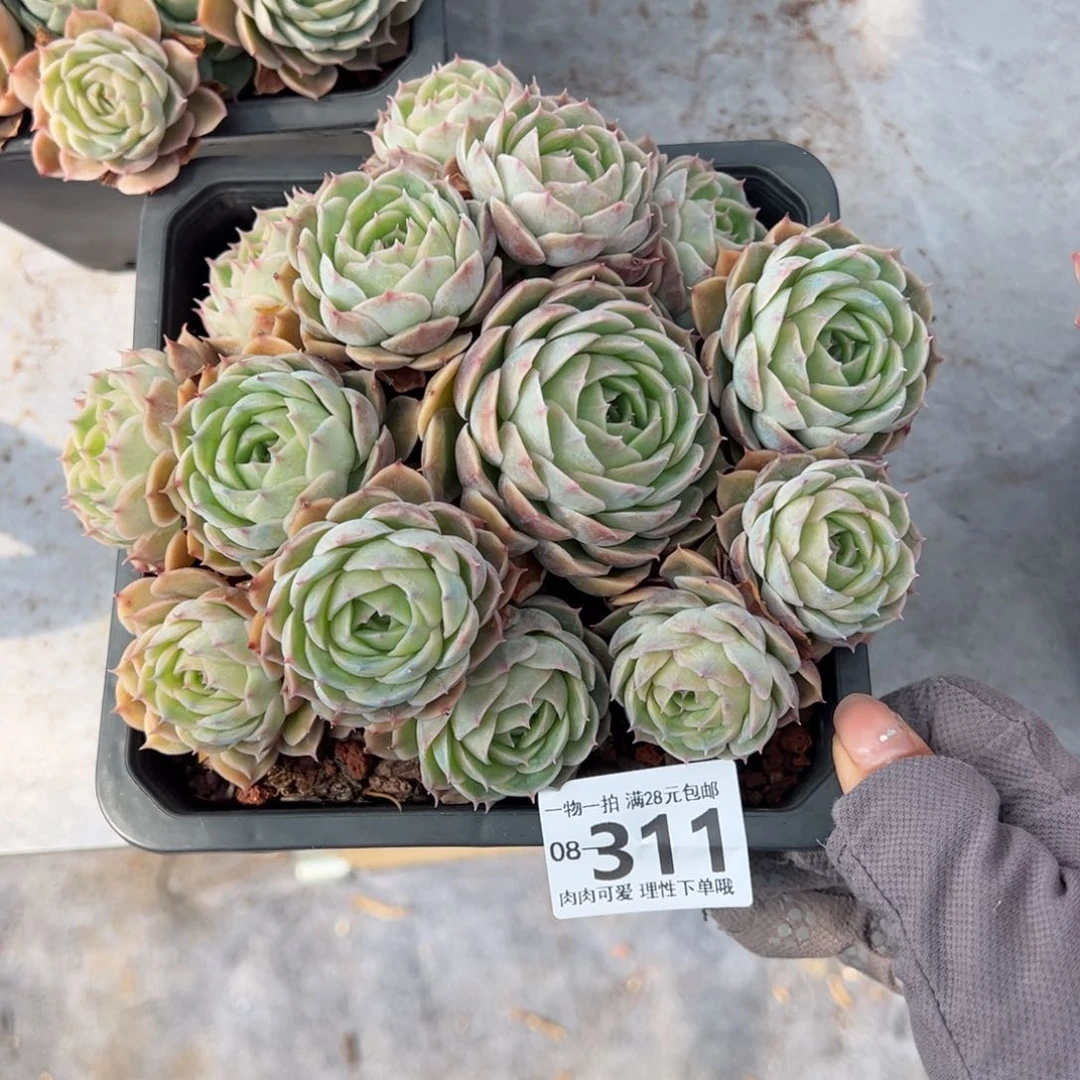 M****J昂斯诺多肉多肉多肉