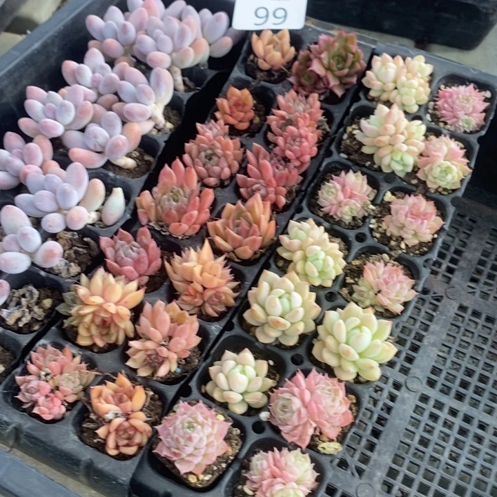 99 多肉植物盆栽花卉