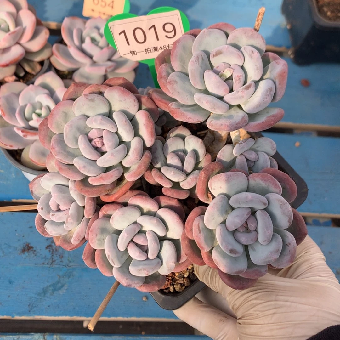 米雪老桩无砍平头1019