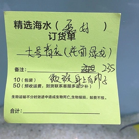 海水鱼花面绿龙大号