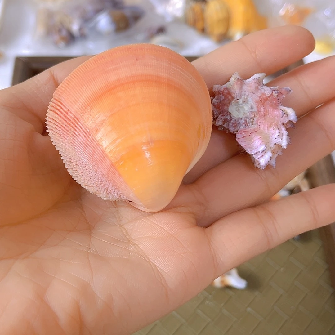 大理石磁石?****?天然贝壳海螺批发零售