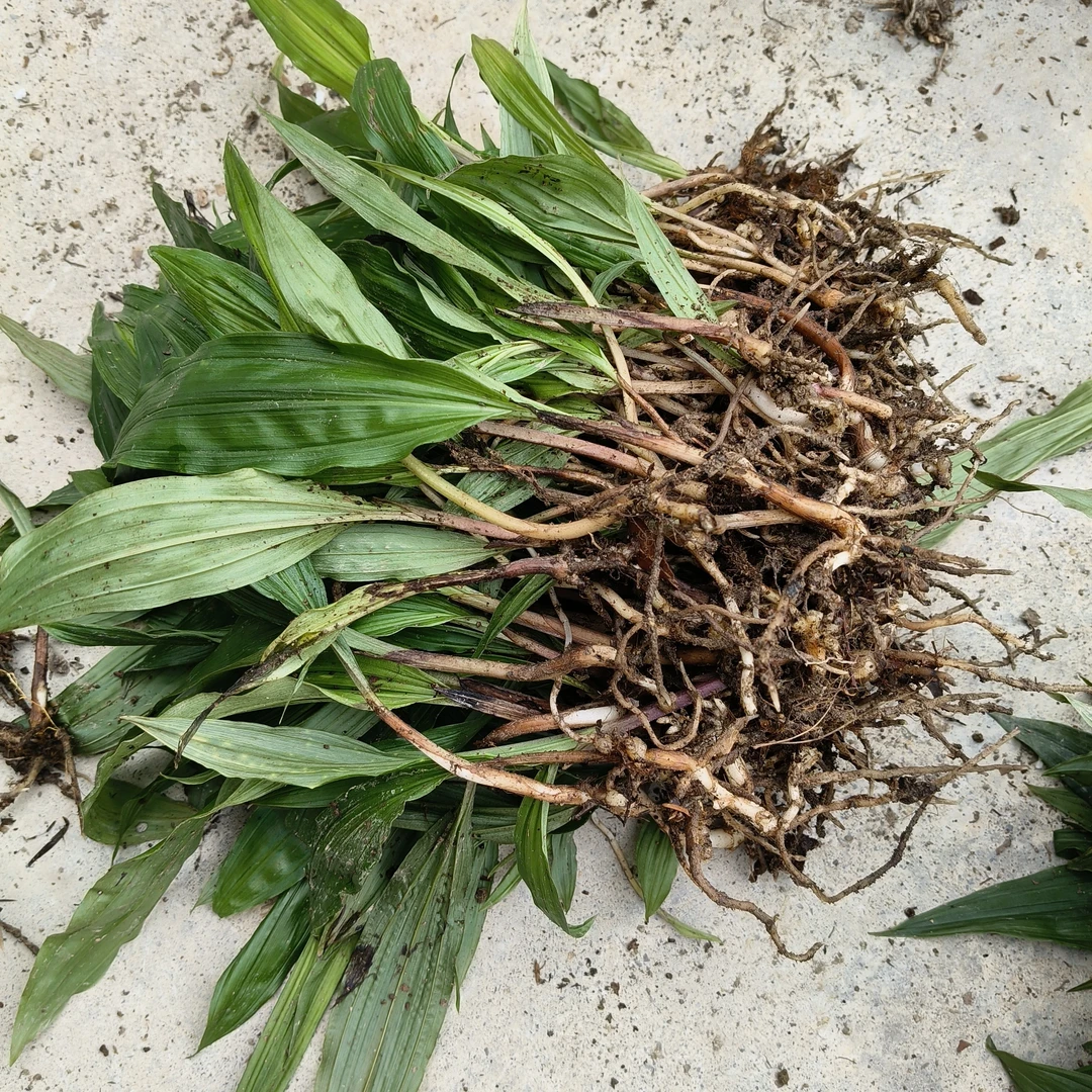 毛慈菇小苗500根