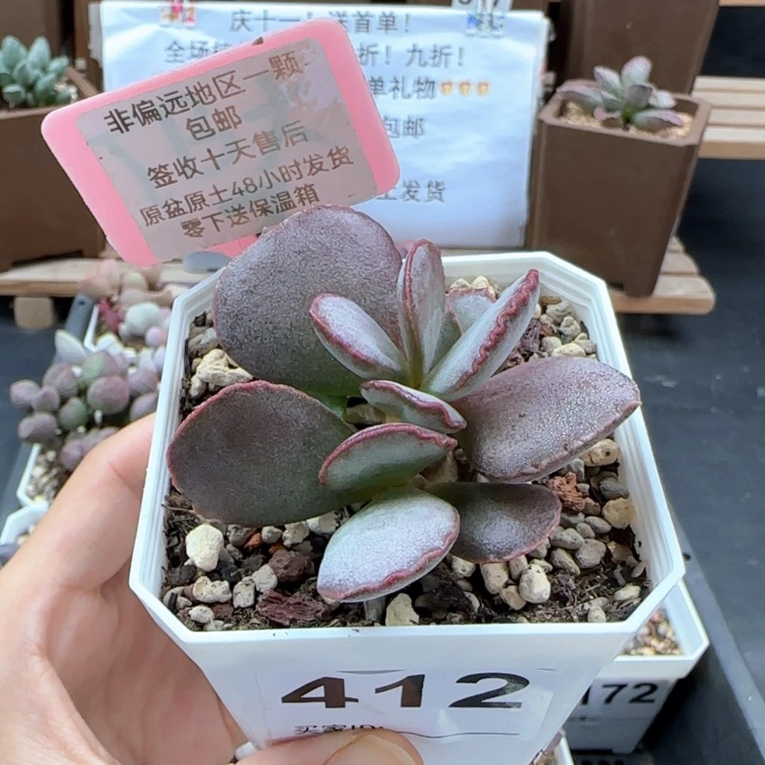 412白安泽多肉植物