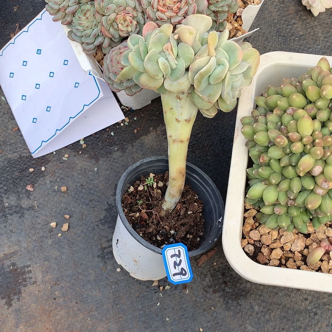 729可爱玫瑰 一物一拍多肉