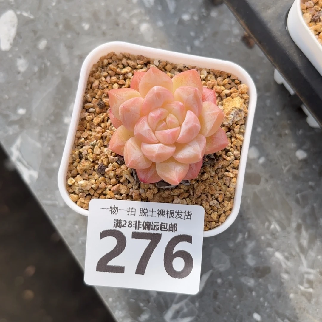 美梦单头无盆土发货