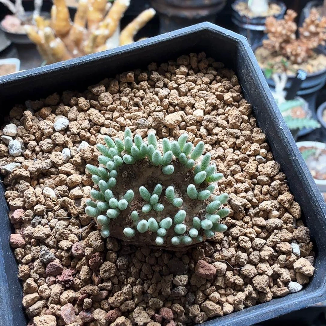 韧锦282仙人掌仙人球