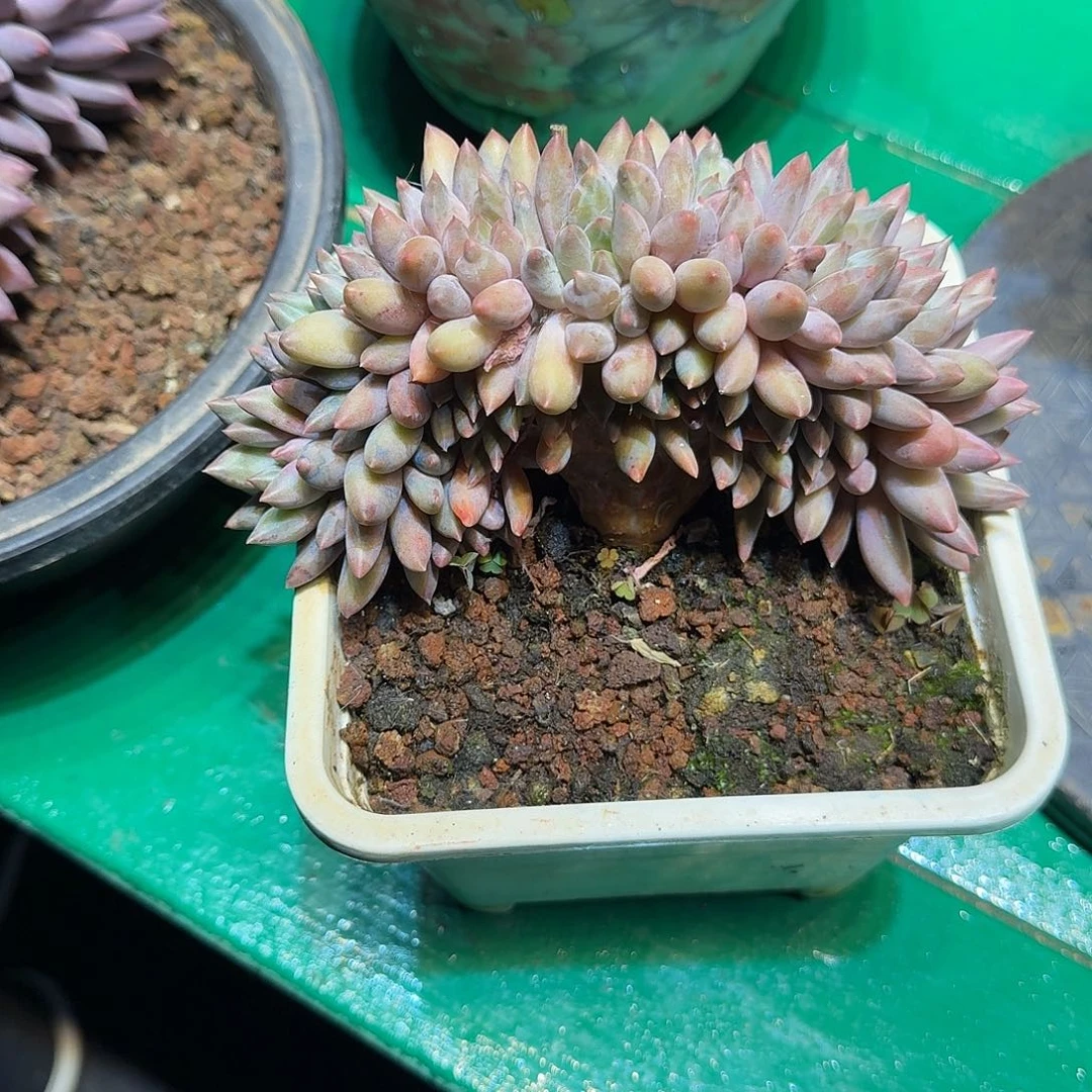 宋***你多肉植物多肉植物