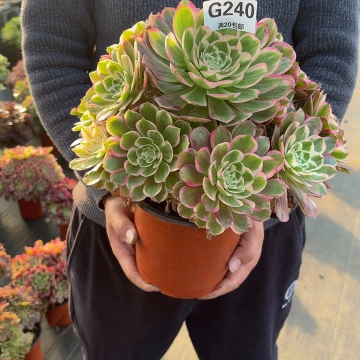 瑞妈，。。。。。240孔雀翎，