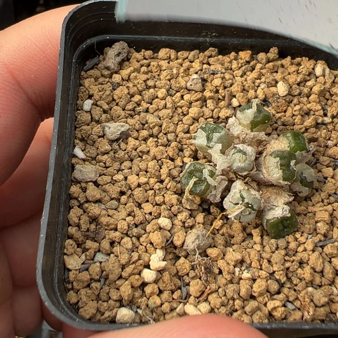 13-338肉锥多肉植物