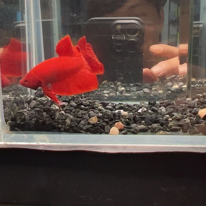 斗鱼一单包邮30日48