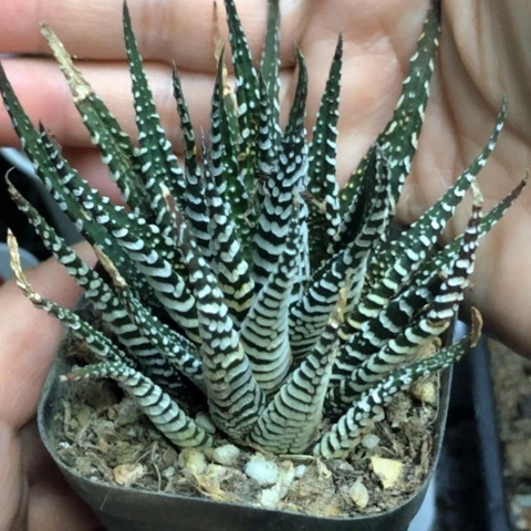 斑马硬叶带盆发货哈哈