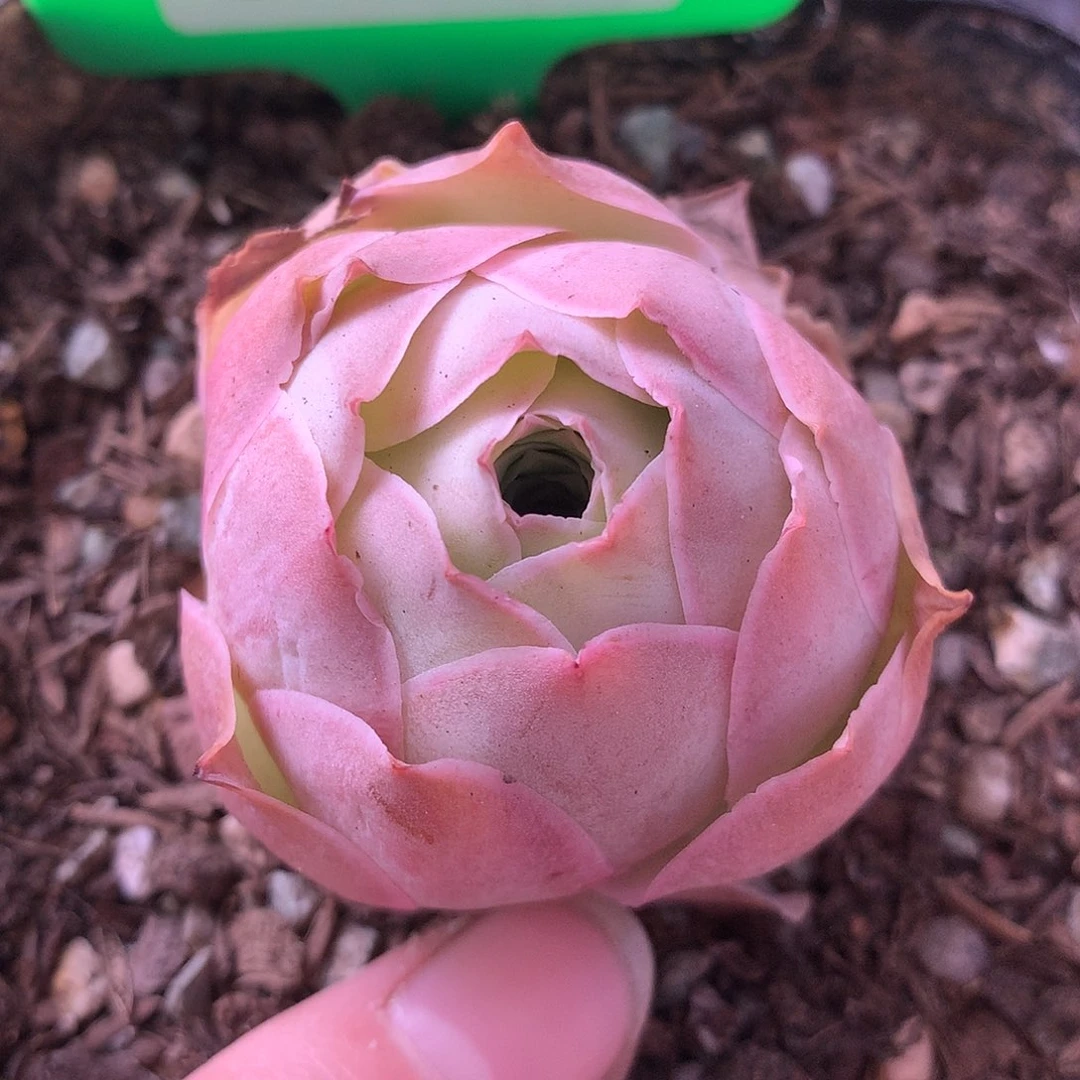 一物一拍刺猬黄金950