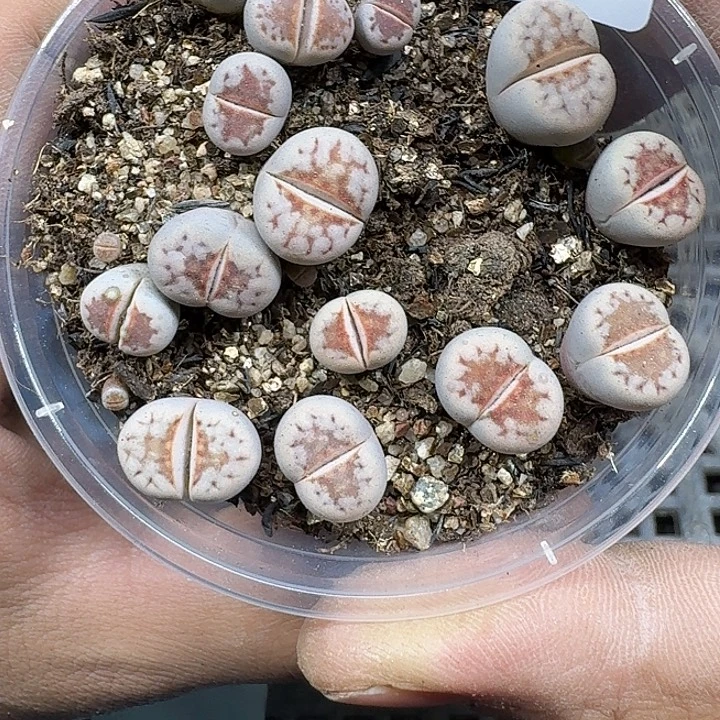 129 多热植物多肉植物