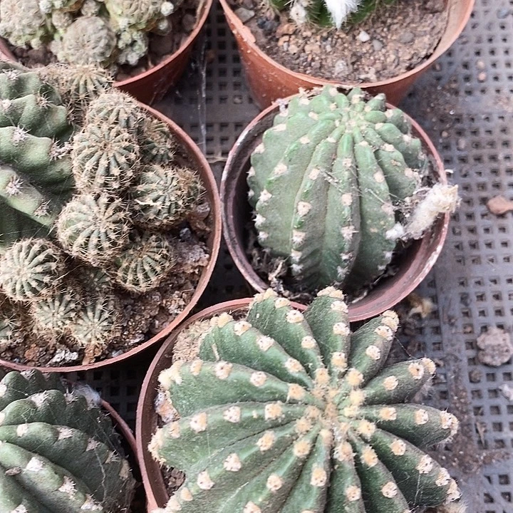 筐1清仓瑕疵，无售后