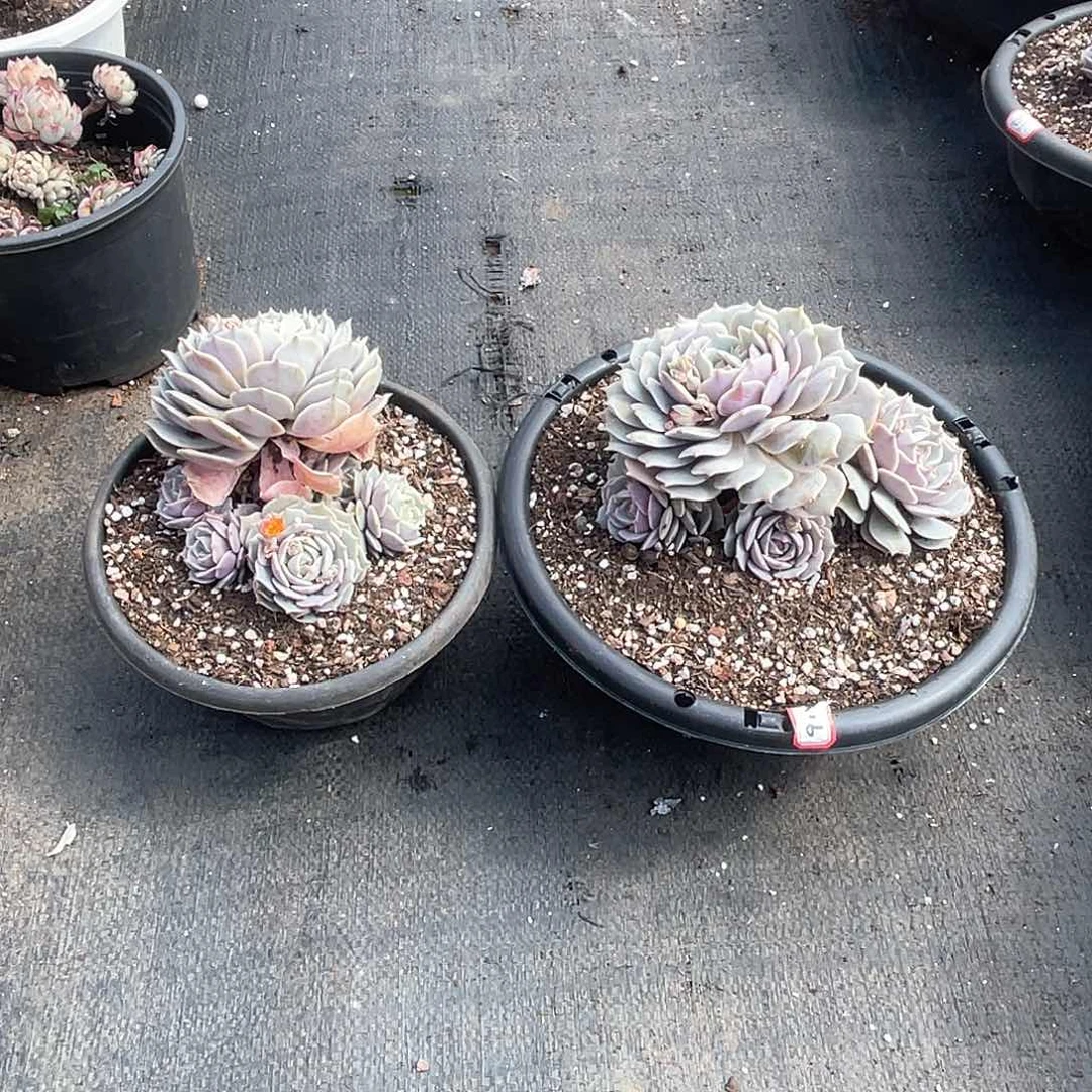 露娜莲9.9米 五头起 量拍多肉