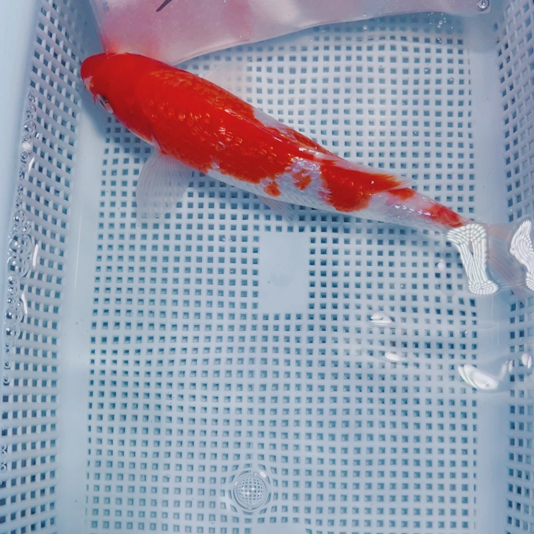 海水鱼锦鲤冷水122